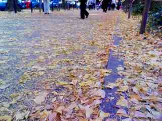 歩道埋める黄色いいちょうの落ち葉