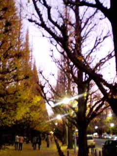 すっかり葉が落ちたいちょうの枝の間からのぞく夕空